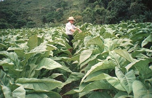 Agricultura em Botuverá Agricultura em Botuverá